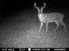 Lincoln County Deer