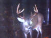 11 point Lincoln County Buck