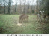 McShann, Alabama deer