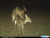 Wilkinson County breeding deer