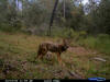 McNeil, MS Coyote