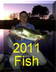 2011 Fish