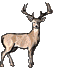 2009/2010 Deer Pictures